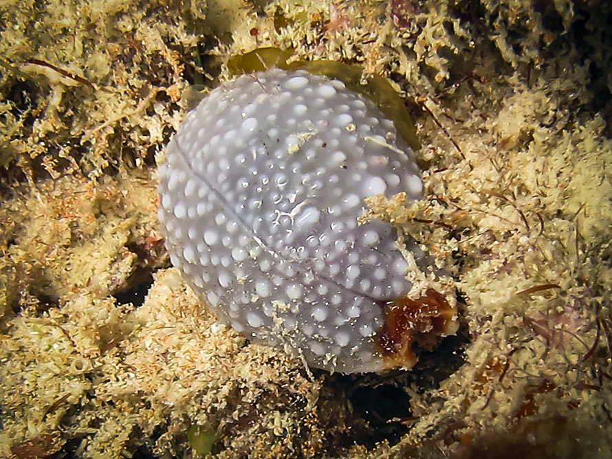 Staphylaea staphylaea